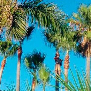 servicio de jardineria a domicilio