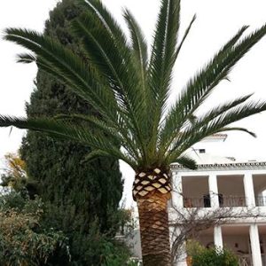 foto-palmera
